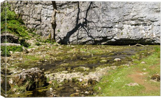 Malham Beck at Malham Cove Canvas Print by Pearl Bucknall