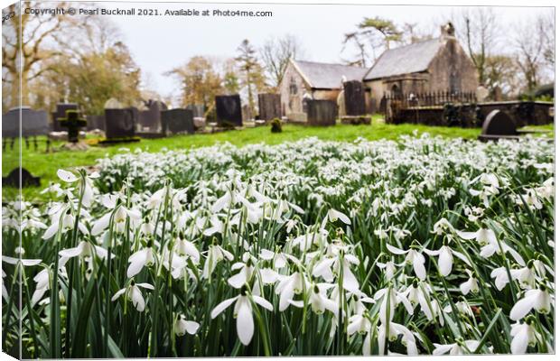 Wild Snowdrops in Anglesey Churchyard  Canvas Print by Pearl Bucknall