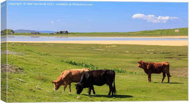 Cattle Grazing on Machair Isle of Harris Scotland Canvas Print by Pearl Bucknall