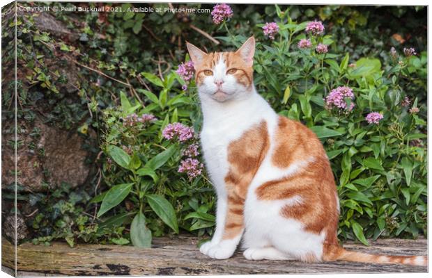 Ginger Tabby Cat in a Garden Canvas Print by Pearl Bucknall