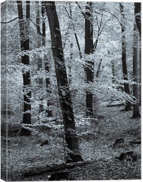 Beech Trees in Woodland Black and White Canvas Print by Pearl Bucknall