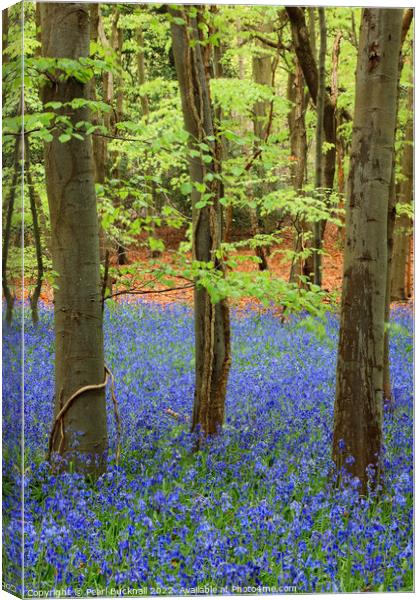 Bluebell Wood with Beech Trees Canvas Print by Pearl Bucknall