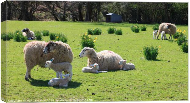 Sheep and Lambs in Spring Canvas Print by Pearl Bucknall