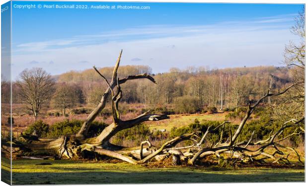 Kent Countryside at Hothfield Heathlands Ashford Canvas Print by Pearl Bucknall