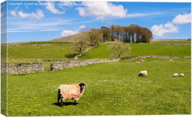 Sheep in English Countryside in Yorkshire Dales Canvas Print by Pearl Bucknall