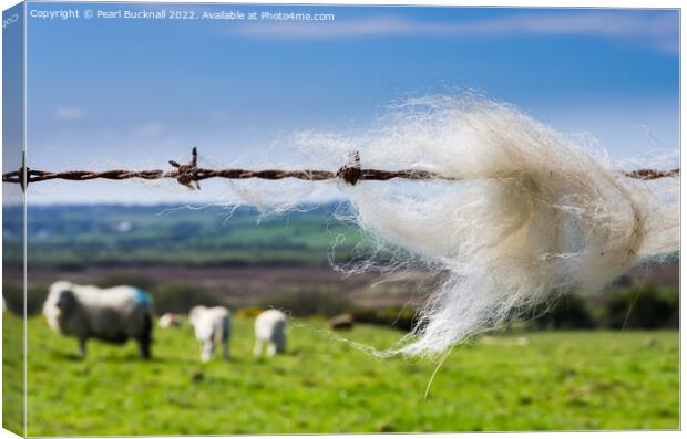 Sheep Wool on a Fence in Countryside Canvas Print by Pearl Bucknall