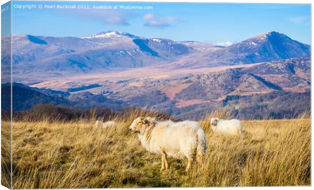 Welsh Sheep and Mountains Snowdonia Wales Canvas Print by Pearl Bucknall