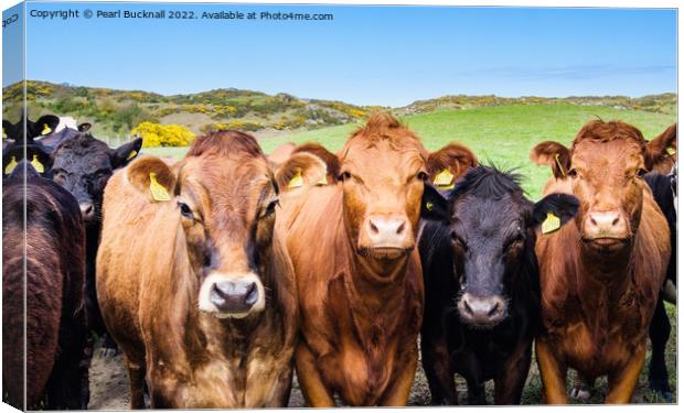 Inquisitive  Cattle Farm Animals in Countryside Canvas Print by Pearl Bucknall