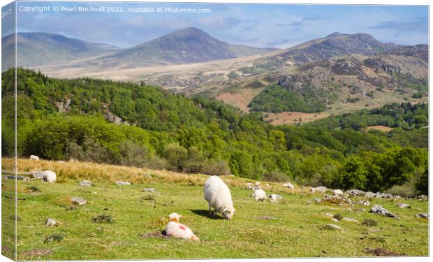Welsh Sheep Farming in Snowdonia Countryside Canvas Print by Pearl Bucknall