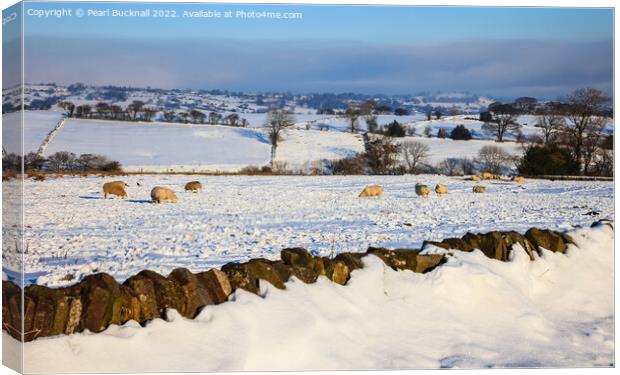 Peak District Sheep in Snowy Landscape Canvas Print by Pearl Bucknall