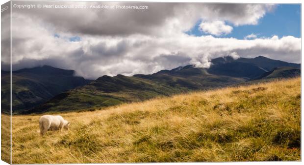 Snowdon from Moel Eilio Mountainside in Snowdonia Canvas Print by Pearl Bucknall
