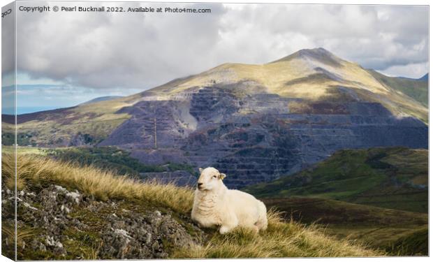 A Welsh Sheep in Snowdonia Mountains Canvas Print by Pearl Bucknall