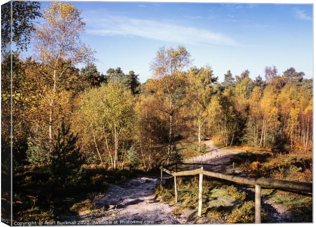 Frensham Common in Autumn Surrey Canvas Print by Pearl Bucknall