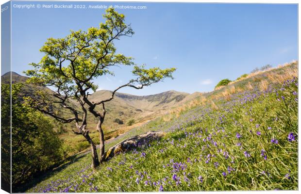 Cwm Pennant Bluebells Snowdonia Landscape Canvas Print by Pearl Bucknall