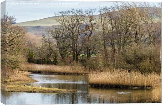 The Spinnies Nature Reserve Bangor Canvas Print by Pearl Bucknall