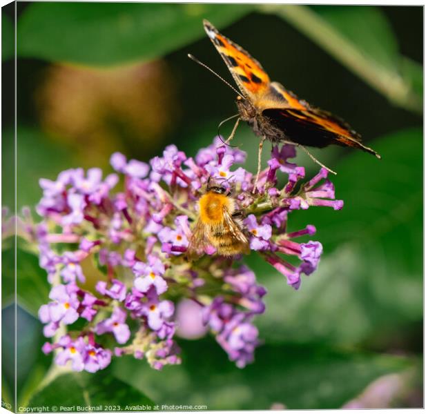 Butterfly and a Bee on a Flower Canvas Print by Pearl Bucknall