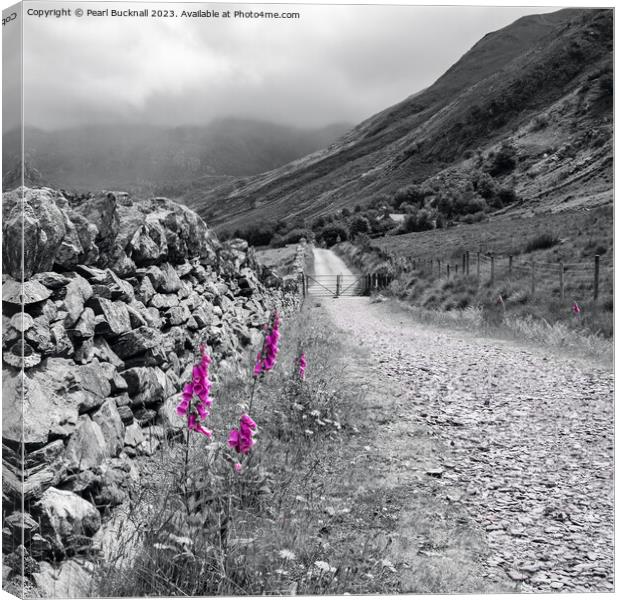 Foxgloves by Wall in Country Lane Snowdonia Canvas Print by Pearl Bucknall