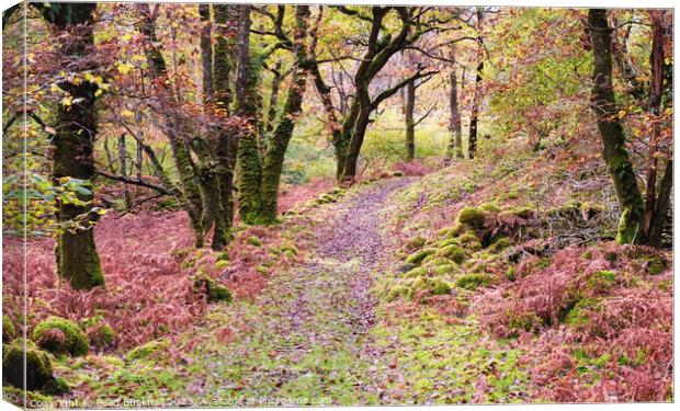 Woodland Walk in Celtic Rainforest in Snowdonia Canvas Print by Pearl Bucknall