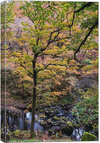 Celtic Rainforest Woodland in Snowdonia Canvas Print by Pearl Bucknall