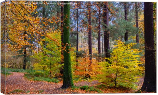 Autumn Glory on Coed Tan Dinas Walk in Snowdonia Canvas Print by Pearl Bucknall