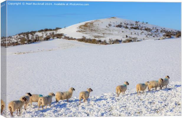 Sheep in Snow, Peak District, Derbyshire Canvas Print by Pearl Bucknall