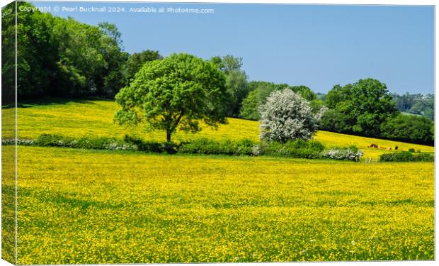 Buttercup Fields in English Countryside  Canvas Print by Pearl Bucknall