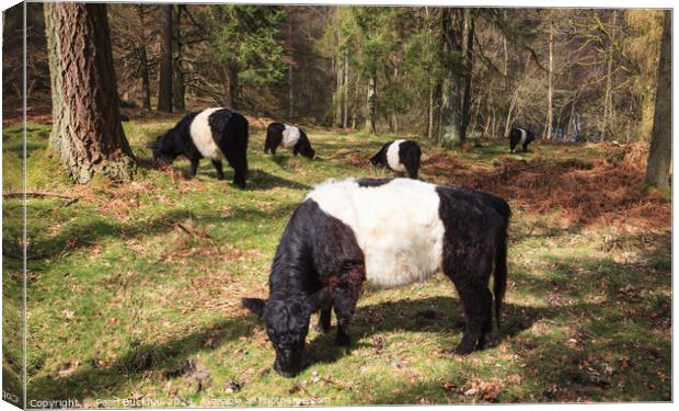 Belted Galloway Cattle in Woodland Canvas Print by Pearl Bucknall