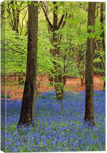 West Stoke Bluebell Woodland in Spring Canvas Print by Pearl Bucknall