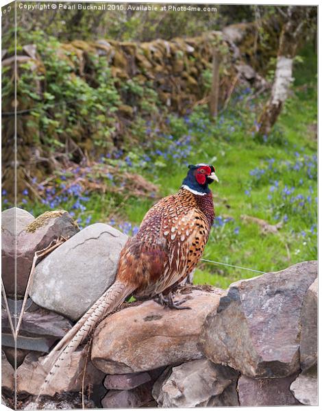 Male Pheasant on a Wall in Countryside Outdoor Canvas Print by Pearl Bucknall