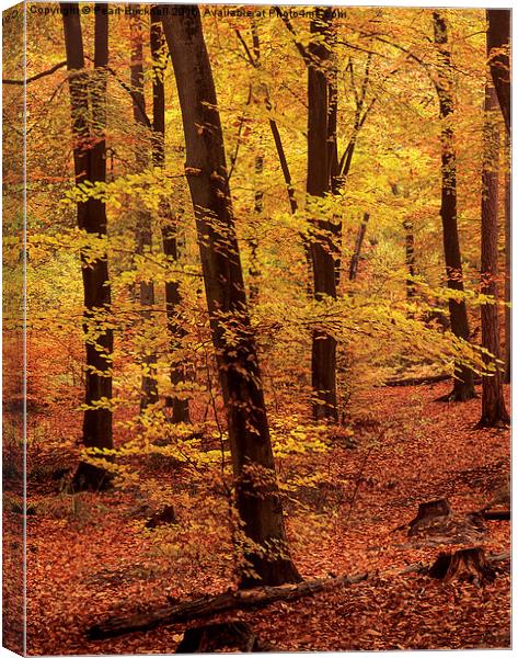Autumn Woodland Beech Wood in Hampshire Canvas Print by Pearl Bucknall