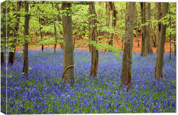 West Stoke Bluebell Wood in Spring Canvas Print by Pearl Bucknall