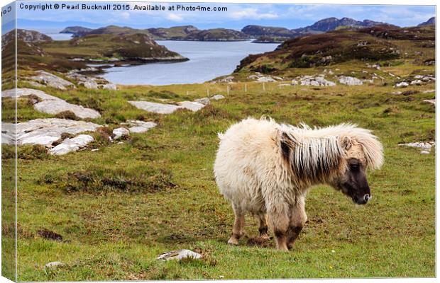 Wild Pony on South Uist Outer Hebrides Canvas Print by Pearl Bucknall
