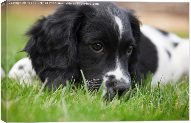 Cute English Springer Spaniel Puppy Canvas Print by Pearl Bucknall