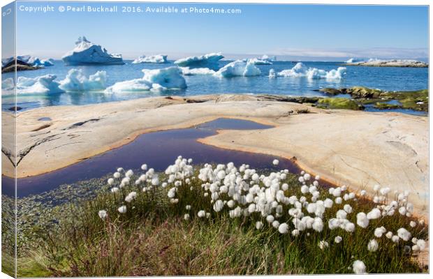 Greenland Arctic Cottongrass and Icebergs Canvas Print by Pearl Bucknall