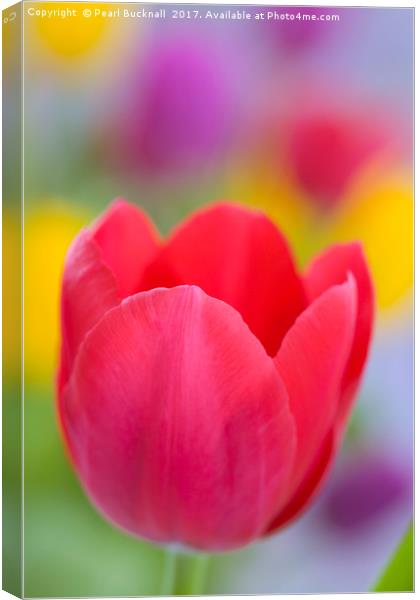 Bright Coloured Tulips Canvas Print by Pearl Bucknall