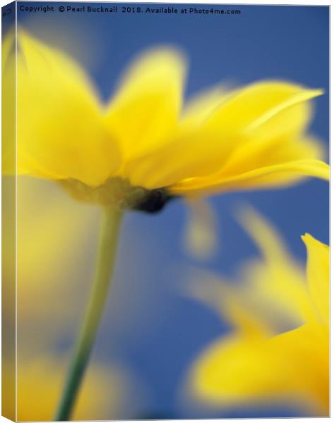 Soft Focus Yellow Chrysanthemums Canvas Print by Pearl Bucknall