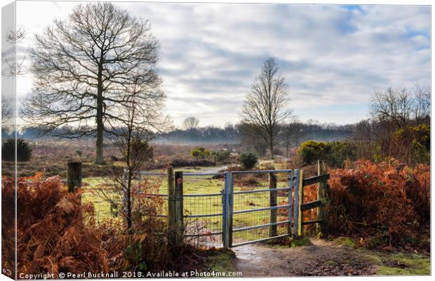 Hothfield Heathlands on a Winter Day in Rural Kent Canvas Print by Pearl Bucknall