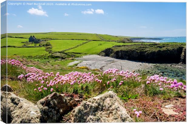 Sea Pinks at Cable Bay Anglesey Canvas Print by Pearl Bucknall