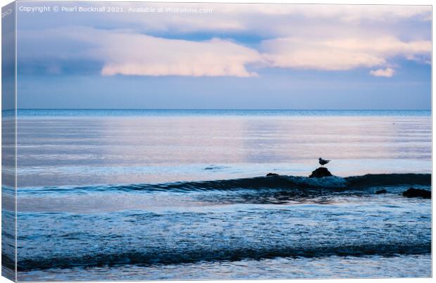 A Gull on a Rock on Welsh Coast Canvas Print by Pearl Bucknall