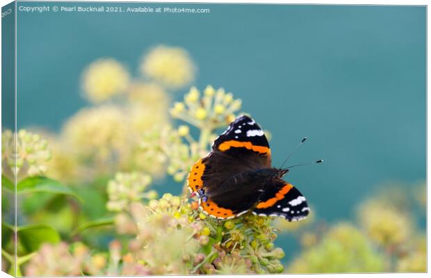 Red Admiral Butterfly on Ivy Canvas Print by Pearl Bucknall