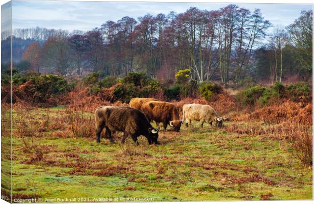 Cattle Grazing in Hothfield Heathlands Ashford Ken Canvas Print by Pearl Bucknall