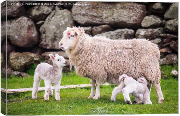 Sheep Farming Ewe with Twin Lambs Shetland Canvas Print by Pearl Bucknall