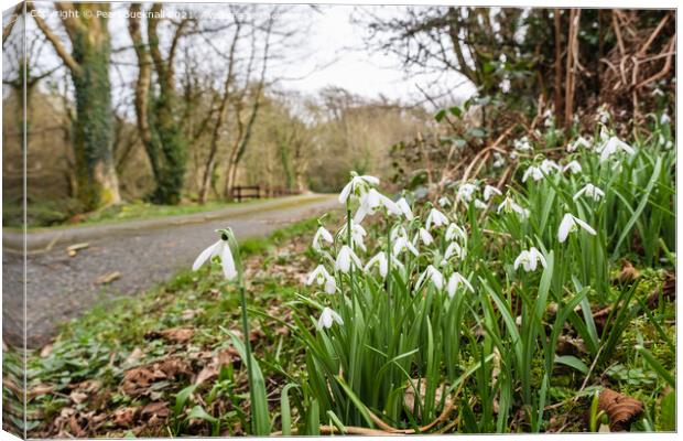 Country Lane with Wild Snowdrops Canvas Print by Pearl Bucknall