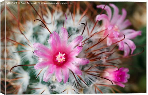 Pretty Flowering Cactus Canvas Print by Pearl Bucknall