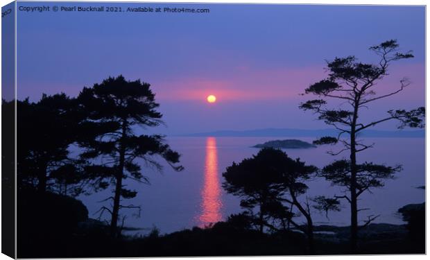 Scots Pines at Sunset on Scottish West Coast Canvas Print by Pearl Bucknall