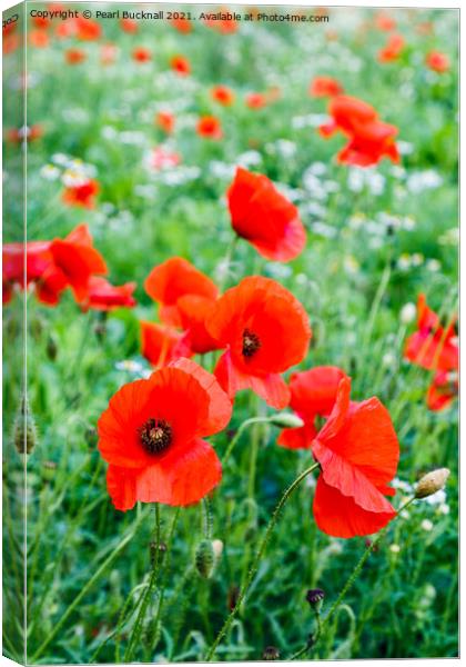 Poppy Field of Red Poppies Canvas Print by Pearl Bucknall