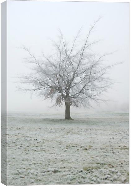 Frozen Tree, Winter, UK Canvas Print by Bernd Tschakert