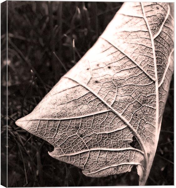 Sepia Leaf, close up Canvas Print by Bernd Tschakert