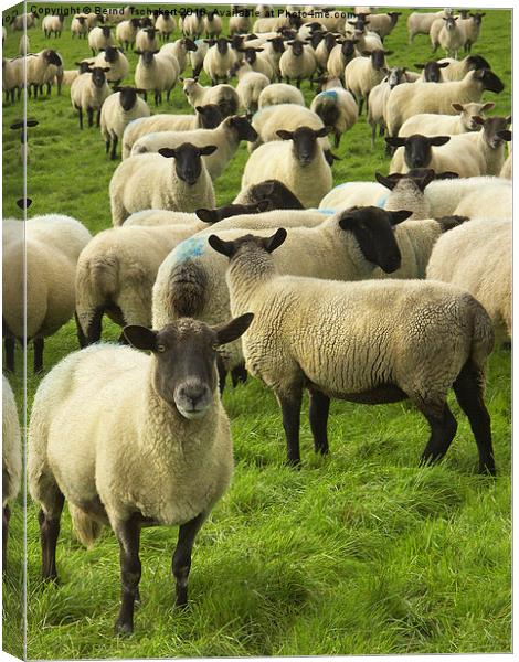  Flock of Blackface sheep, England, United Kingdom Canvas Print by Bernd Tschakert