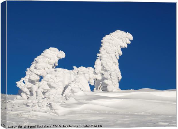 Human shaped trees covered with snow, Austria Canvas Print by Bernd Tschakert